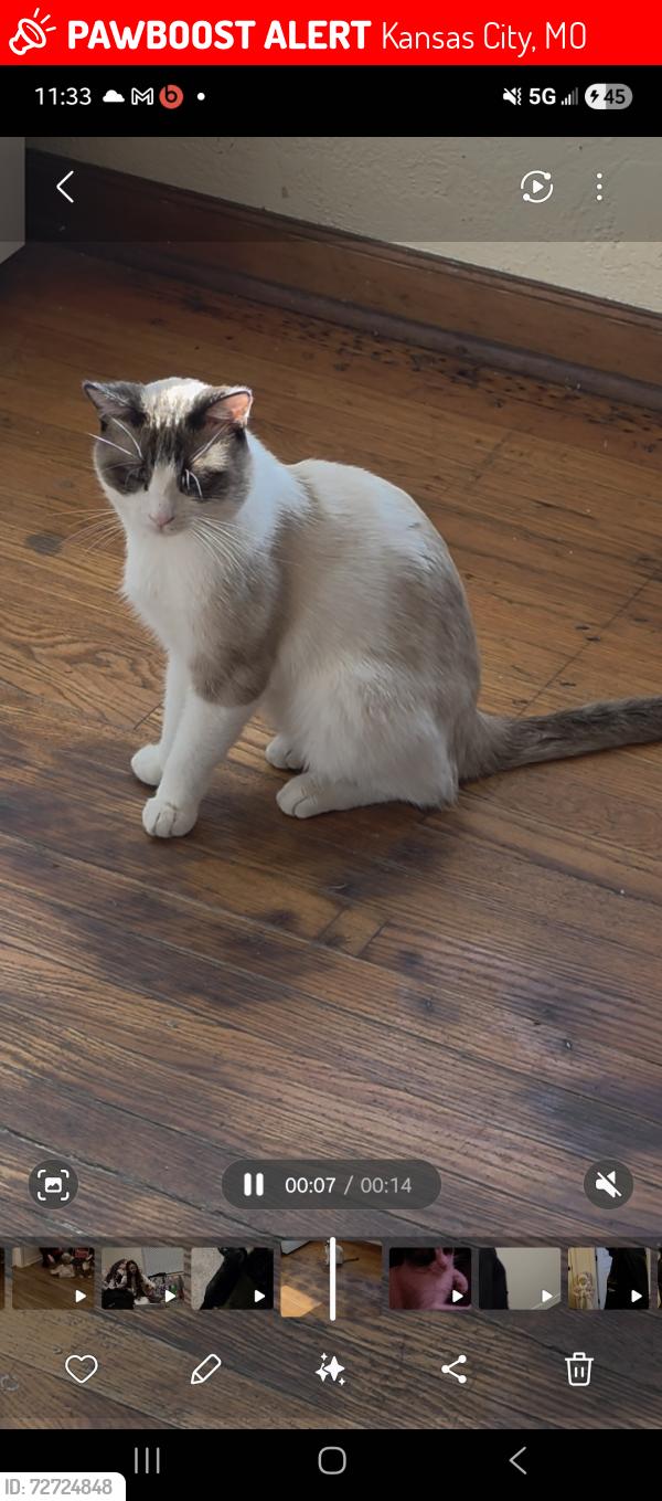 Lost Male Cat last seen Blueridge cutoff and 57th st 64129, Kansas City, MO 64129
