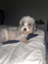 Found/Stray Female Dog last seen Spinx on N fifth and N Maple, Summerville, SC 29483