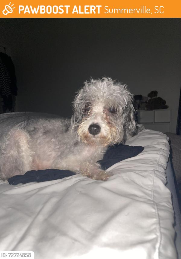 Found/Stray Female Dog last seen Spinx on N fifth and N Maple, Summerville, SC 29483