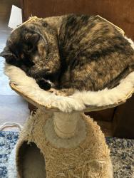 Lost Female Cat last seen 80th and 196th, Edmonds, WA 98026