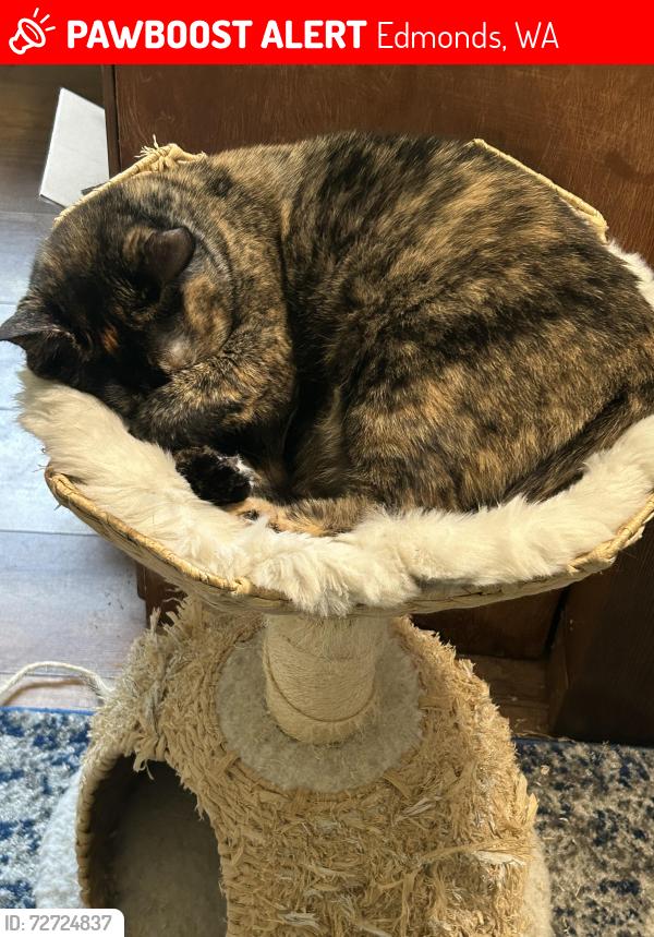 Lost Female Cat last seen 80th and 196th, Edmonds, WA 98026