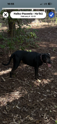 Lost Female Dog last seen Giggle Hill park near Equestrian Arena , Haiku-Pauwela, HI 96708