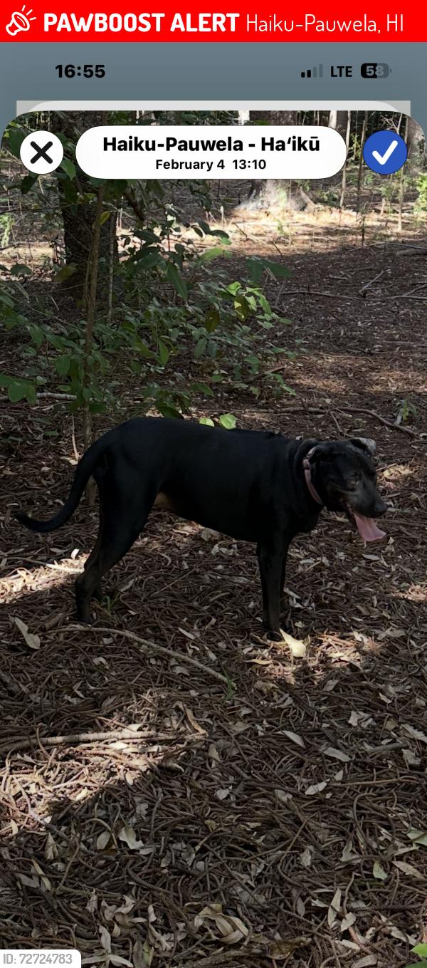 Lost Female Dog last seen Giggle Hill park near Equestrian Arena , Haiku-Pauwela, HI 96708