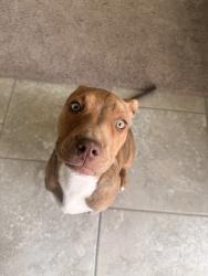 Found/Stray Unknown Dog last seen Sen Dennis Chavez BLVD & 98th st sw, Albuquerque, NM 87121