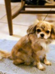 Lost Female Dog last seen Near and wurzbach, San Antonio, TX 78229
