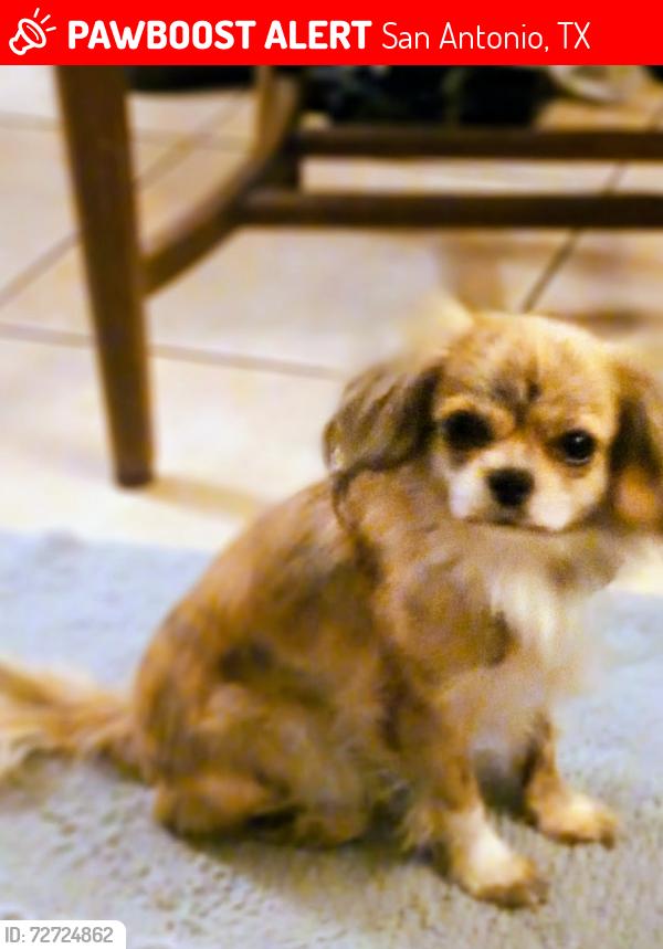 Lost Female Dog last seen Near and wurzbach, San Antonio, TX 78229