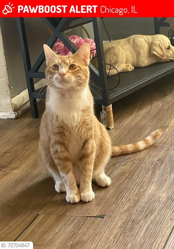 Lost Male Cat last seen N Keeler and kamerling ave , Chicago, IL 60651