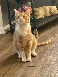 Lost Male Cat last seen N Keeler and kamerling ave , Chicago, IL 60651