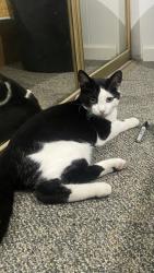 Lost Male Cat last seen Vista del Norte, Dillon Road, Coachella, CA 92236