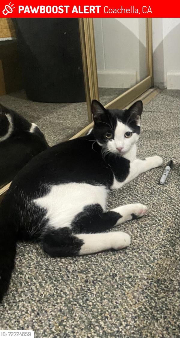 Lost Male Cat last seen Vista del Norte, Dillon Road, Coachella, CA 92236