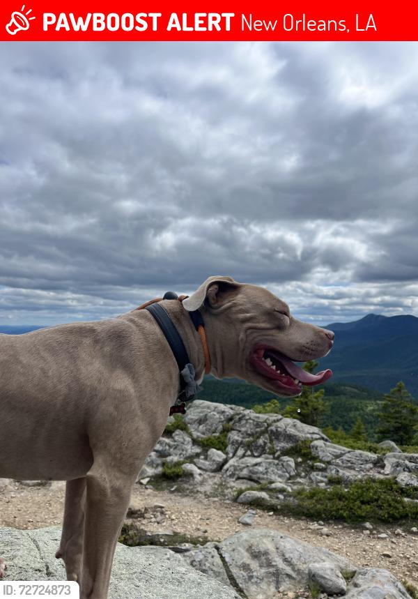 Lost Male Dog last seen Palmetto St. and Livingston St, New Orleans, LA 70118