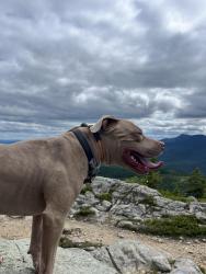 Lost Male Dog last seen Palmetto St. and Livingston St, New Orleans, LA 70118