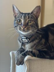 Lost Male Cat last seen Monte Sano Blvd, Huntsville, AL 35801