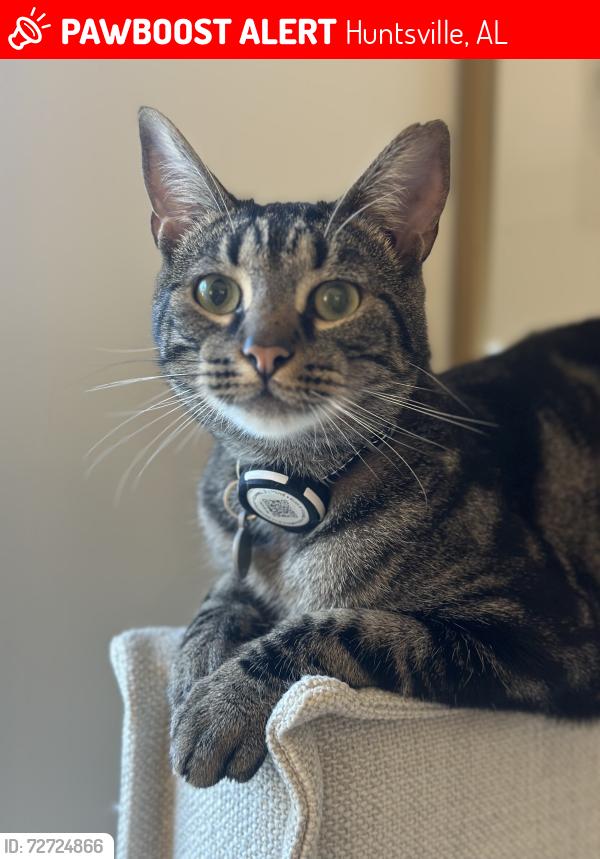 Lost Male Cat last seen Monte Sano Blvd, Huntsville, AL 35801