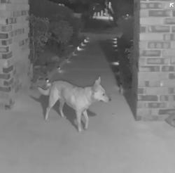 Found/Stray Unknown Dog last seen Corazon gated community - Rio Rancho , Rio Rancho, NM 87124
