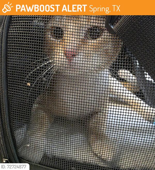 Found/Stray Male Cat last seen Rayford Crest Dr., Rayford Rd, Spring, TX 77386