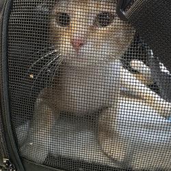 Found/Stray Male Cat last seen Rayford Crest Dr., Rayford Rd, Spring, TX 77386
