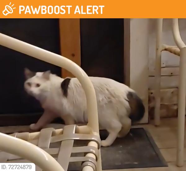 Found/Stray Unknown Cat last seen Rockpillar Road, Clayton, NC, Johnston County, NC 27520