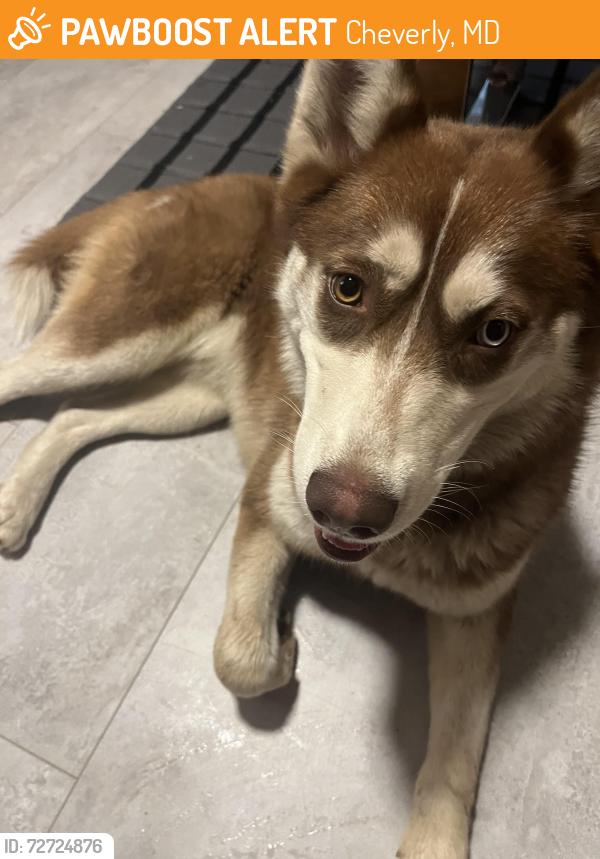 Found/Stray Female Dog last seen Cheverly Metro, Cheverly, MD 20785