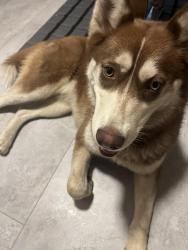 Found/Stray Female Dog last seen Cheverly Metro, Cheverly, MD 20785