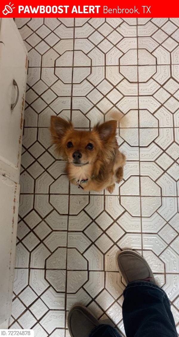 Lost Male Dog last seen Benbrook park, Benbrook, TX 76126