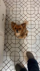 Lost Male Dog last seen Benbrook park, Benbrook, TX 76126