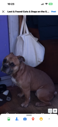 Found/Stray Male Dog last seen 63rd Ashland , Chicago, IL 60636