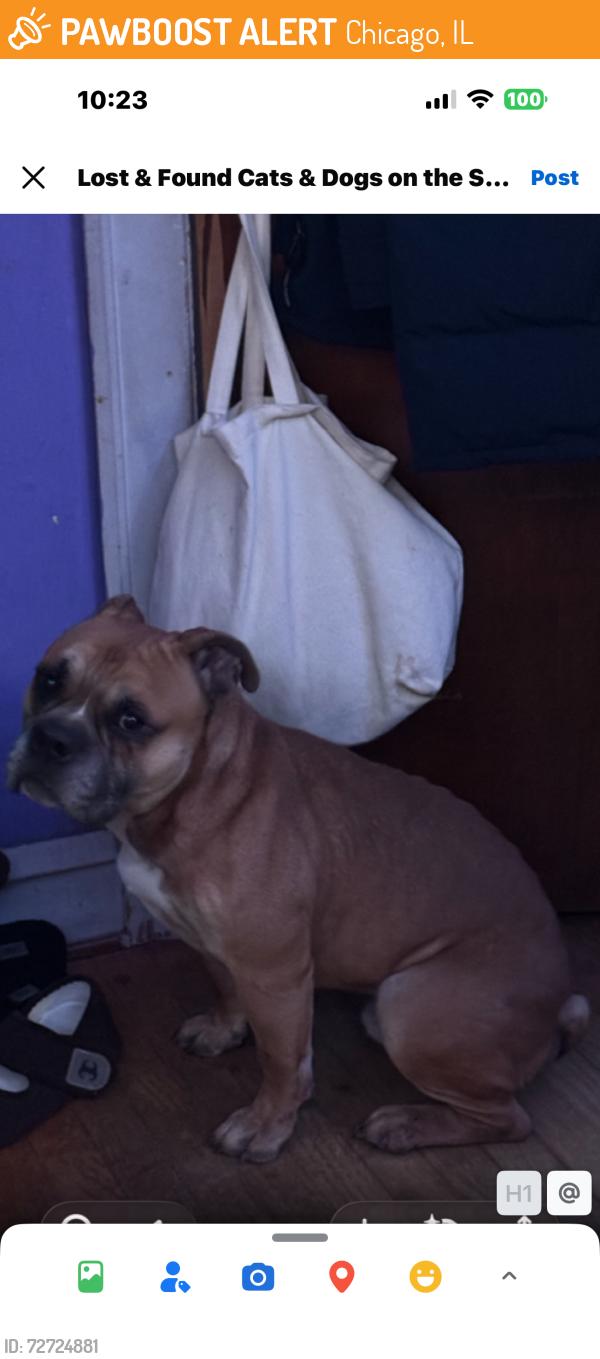 Found/Stray Male Dog last seen 63rd Ashland , Chicago, IL 60636