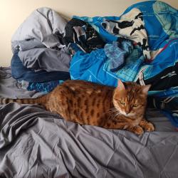 Found/Stray Female Cat last seen Central and elston, Chicago, IL 60646