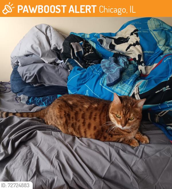Found/Stray Female Cat last seen Central and elston, Chicago, IL 60646