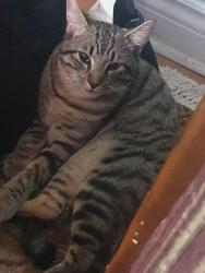 Lost Male Cat last seen Harrisford st, Greenhill, England S8