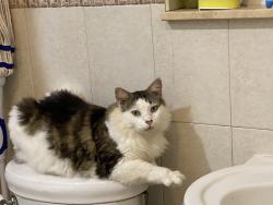 Lost Male Cat last seen N Banana River Church, North Merritt Island, FL 32953