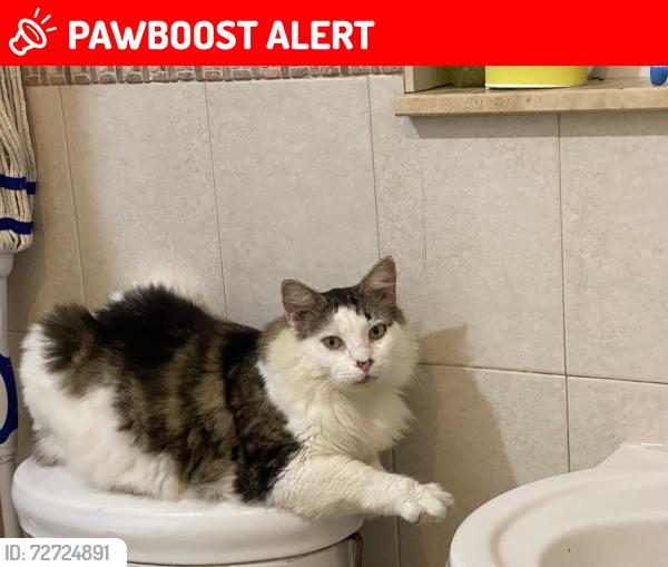 Lost Male Cat last seen N Banana River Church, North Merritt Island, FL 32953