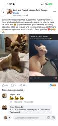 Lost Male Dog last seen By the chihuahua bridge, Laredo, TX 78043