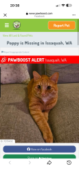 Found/Stray Unknown Cat last seen Sundance at Klahanie complex, Issaquah, WA 98029