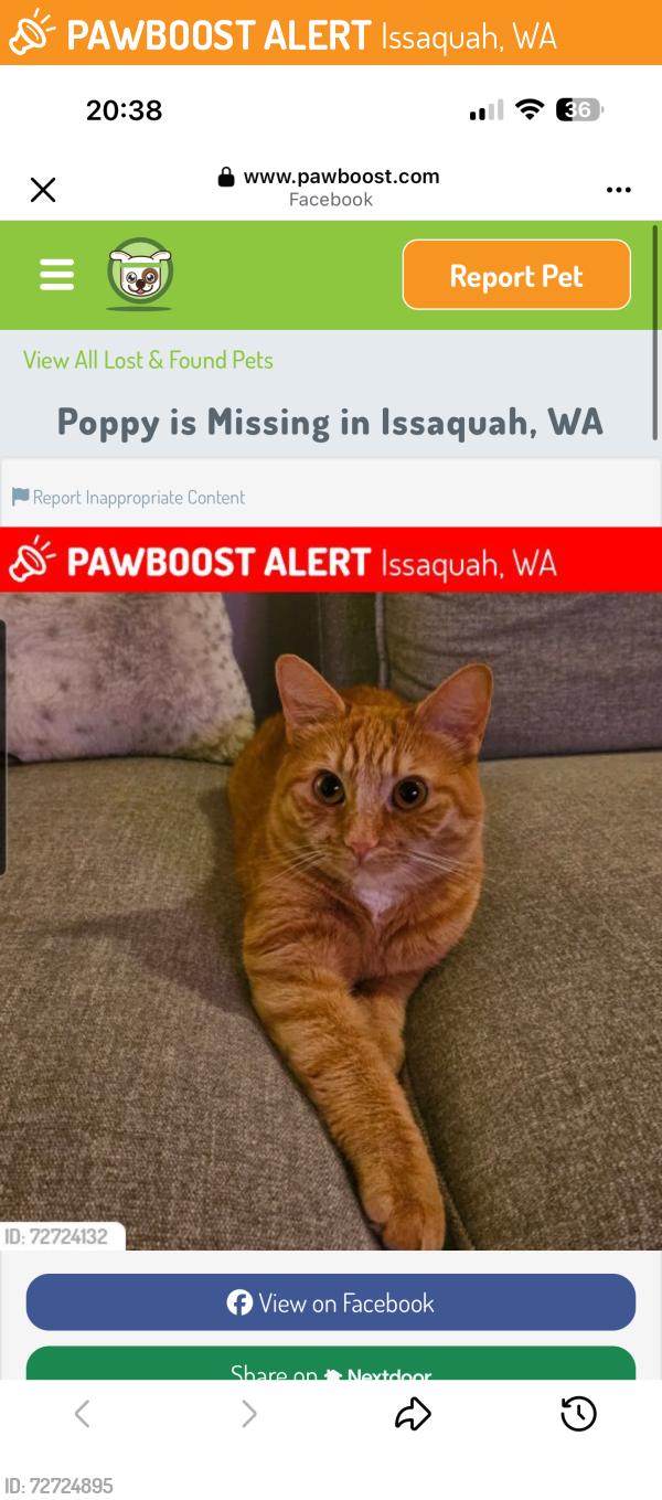 Found/Stray Unknown Cat last seen Sundance at Klahanie complex, Issaquah, WA 98029