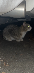 Found/Stray Unknown Cat last seen 15th and Ritner, Philadelphia, PA 19145