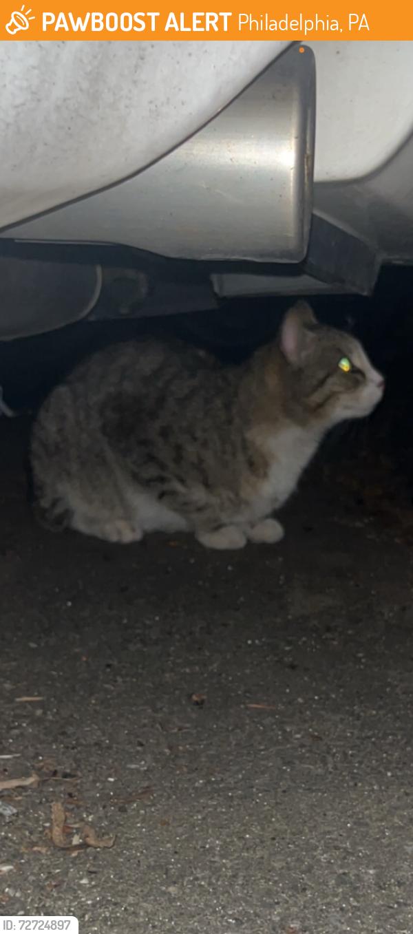 Found/Stray Unknown Cat last seen 15th and Ritner, Philadelphia, PA 19145
