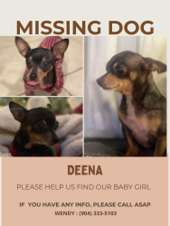 Lost Female Dog last seen Cesery blvd and Merrill Rd, Jacksonville, FL 32211