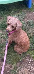 Lost Female Dog last seen Haverford avenue , Philadelphia, PA 19151