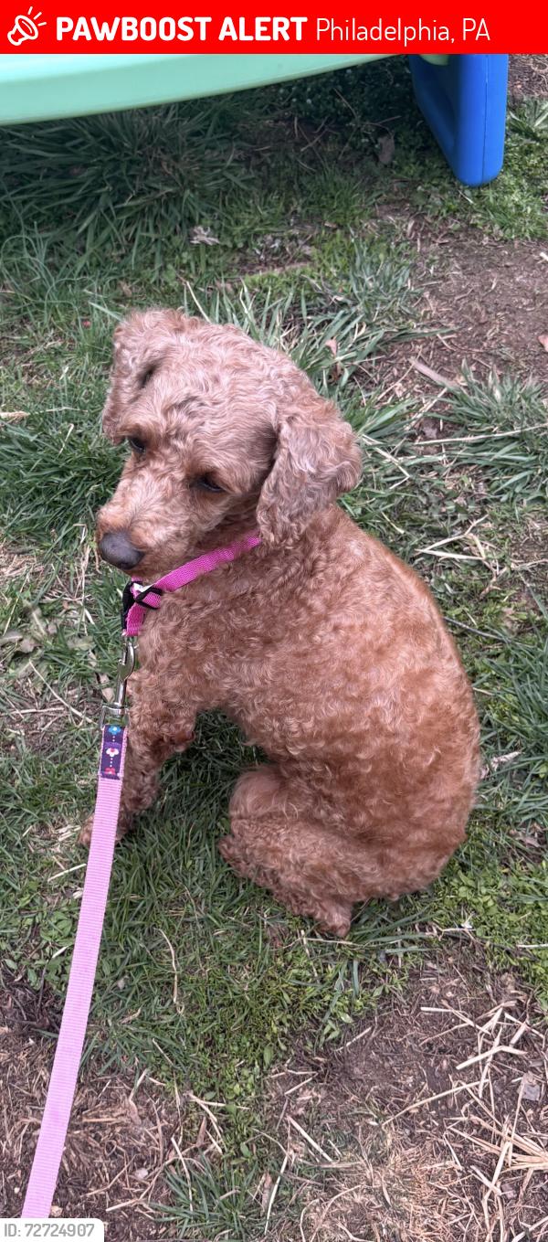 Lost Female Dog last seen Haverford avenue , Philadelphia, PA 19151