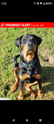 Lost Female Dog last seen Near Baker Ave . Everett,wa.98201, Everett, WA 98201