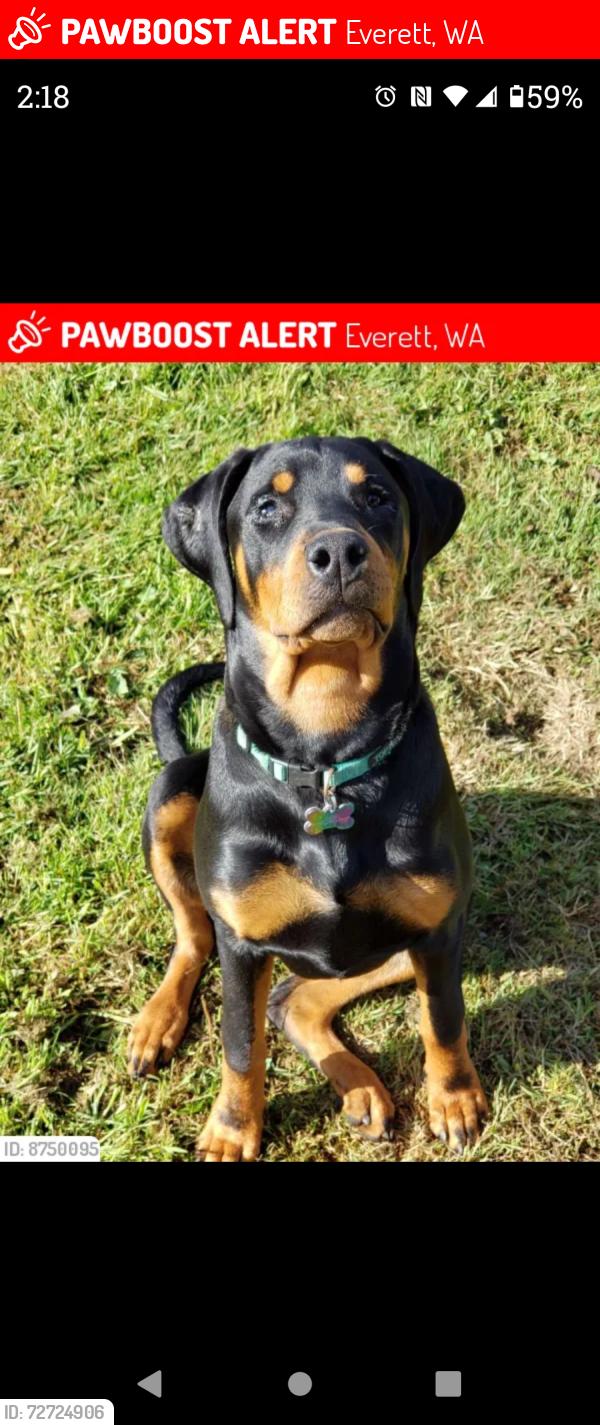 Lost Female Dog last seen Near Baker Ave . Everett,wa.98201, Everett, WA 98201