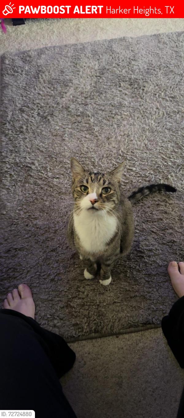Lost Male Cat last seen Tejas Trail in Harker Heights, TX, Harker Heights, TX 76548