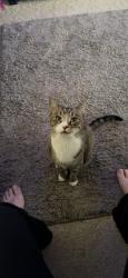 Lost Male Cat last seen Tejas Trail in Harker Heights, TX, Harker Heights, TX 76548