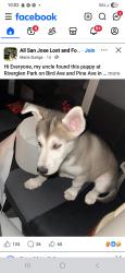 Lost Male Dog last seen ceder, San Jose, CA 95127