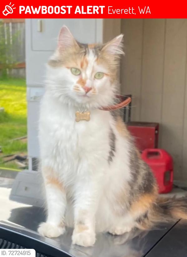 Lost Female Cat last seen Mariner highschool, Everett, WA 98208