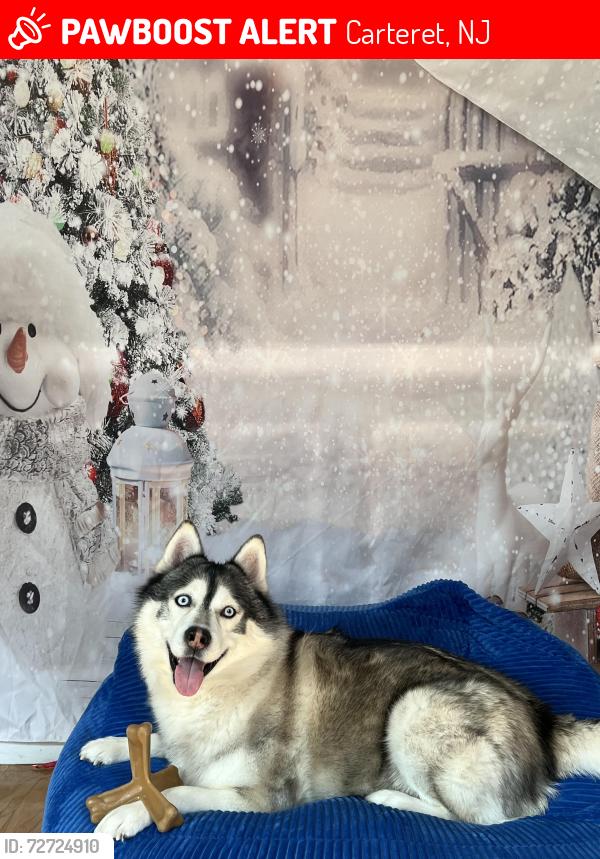 Lost Male Dog last seen In Carteret , Carteret, NJ 07008