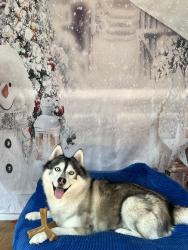 Lost Male Dog last seen In Carteret , Carteret, NJ 07008