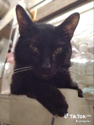 Lost Male Cat last seen Potter park elgin, Elgin, SC 29045